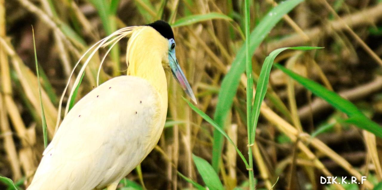 Pacaya Samiria Amazon Lodge Nauta 외부 사진