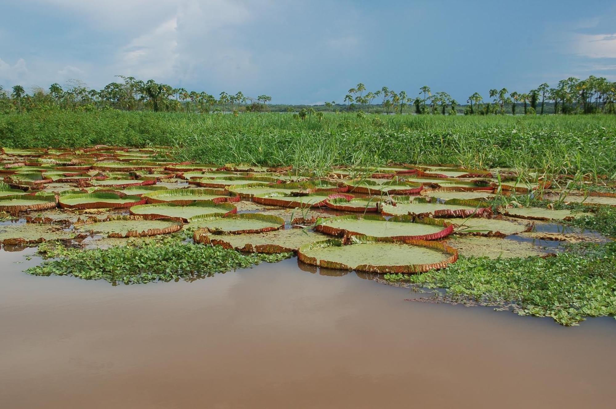 Pacaya Samiria Amazon Lodge Nauta 외부 사진